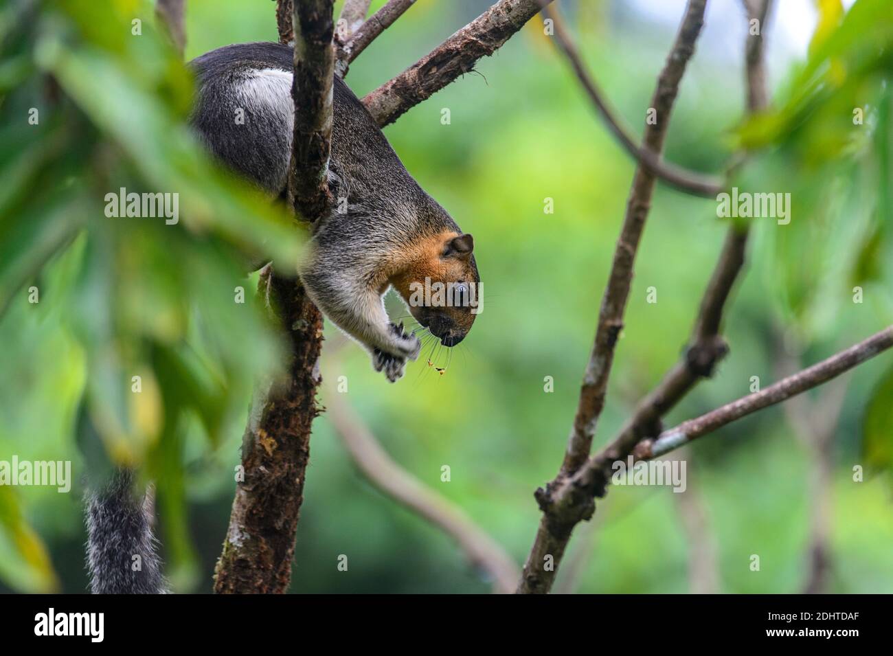 Cream-coloured giant squirrel (Ratufa affinis) from Sepilok, Sabah, Borneo. Stock Photo