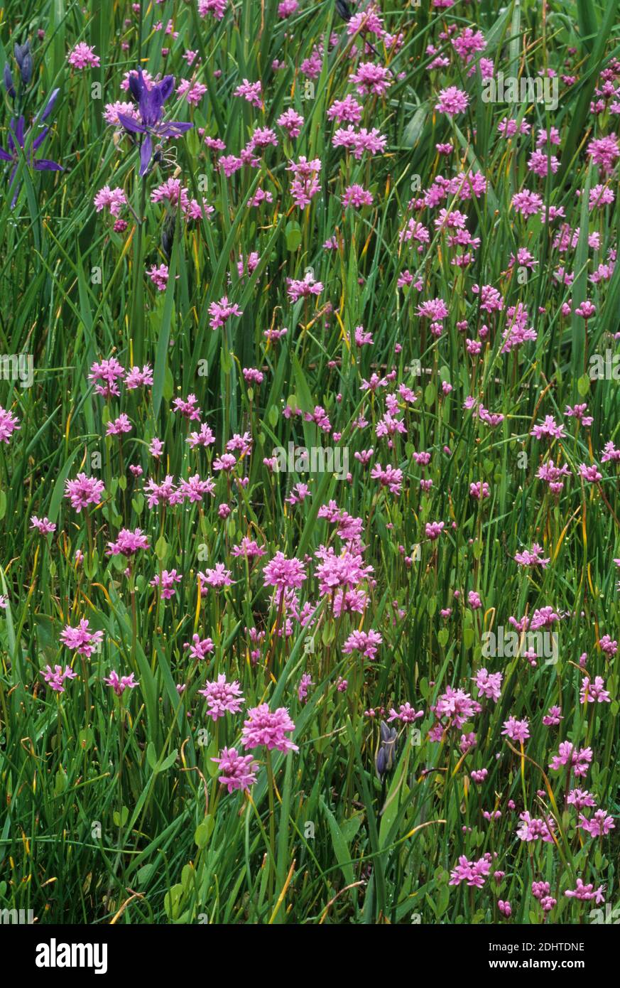 Rosy plectrits, Camasia Preserve, Oregon Stock Photo