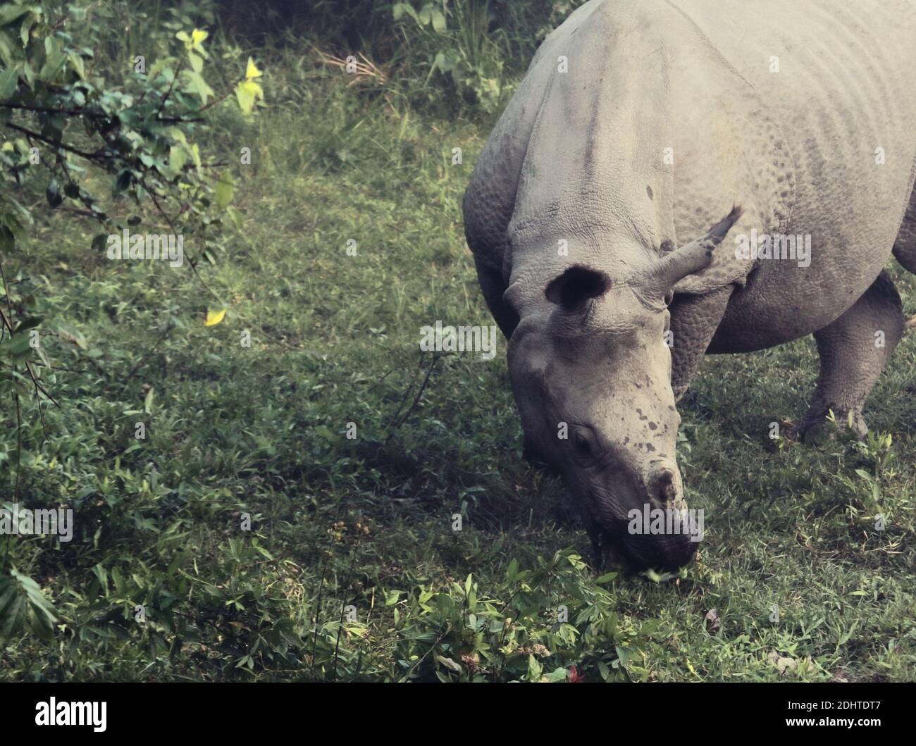 threatened species, one horned indian rhino (rhinoceros unicornis) in kaziranga national park (unesco world heritage site) assam, north east india Stock Photo