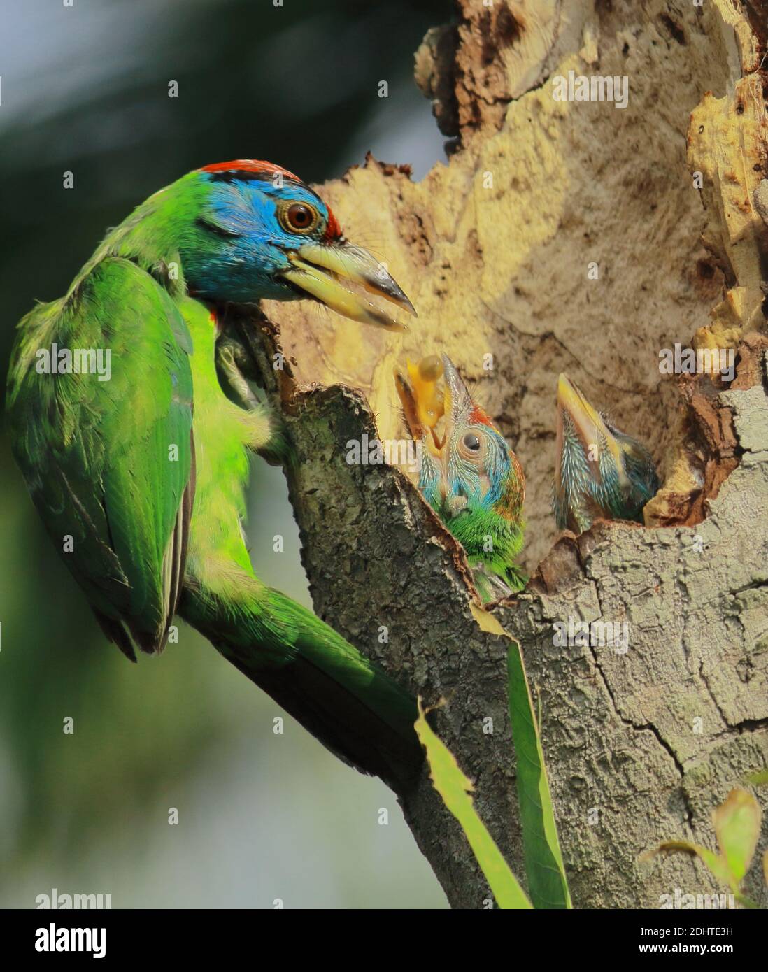 blue throated barbet (psilopogon asiaticus or megalaima asiatica) feeding its chicks in a forest, west bengal, india Stock Photo