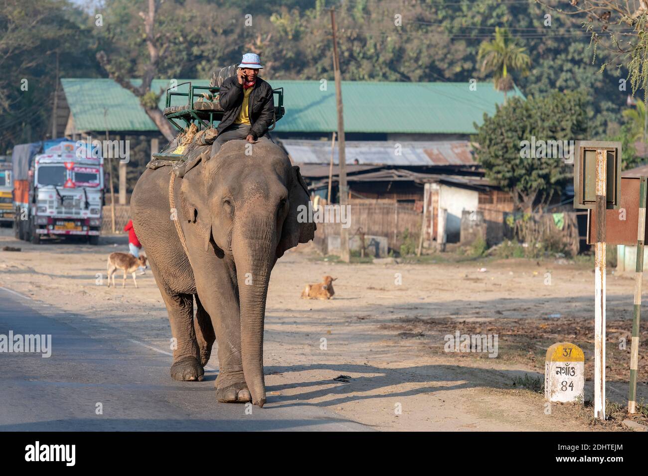 Phone Chat On The Elephant S Back Photo From Assam North East India Stock Photo Alamy