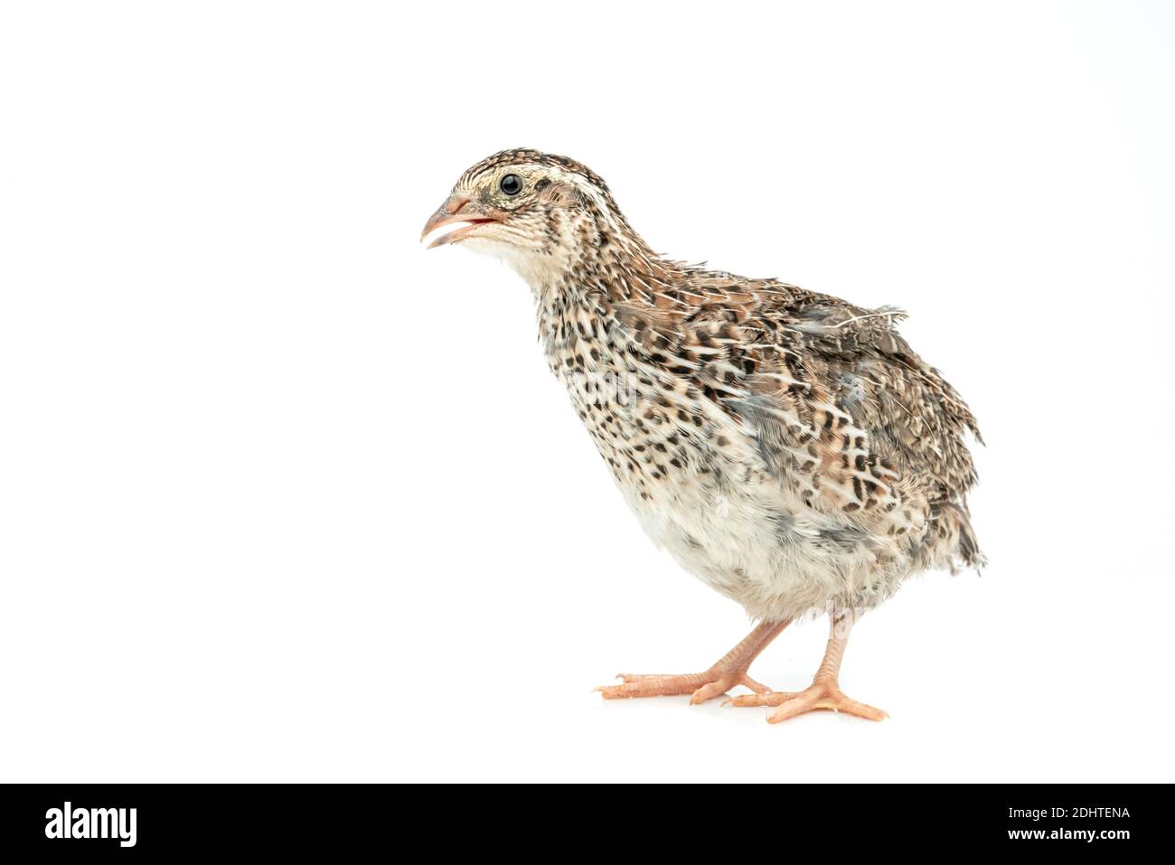 Isolated Japanese quail on white background Stock Photo Alamy