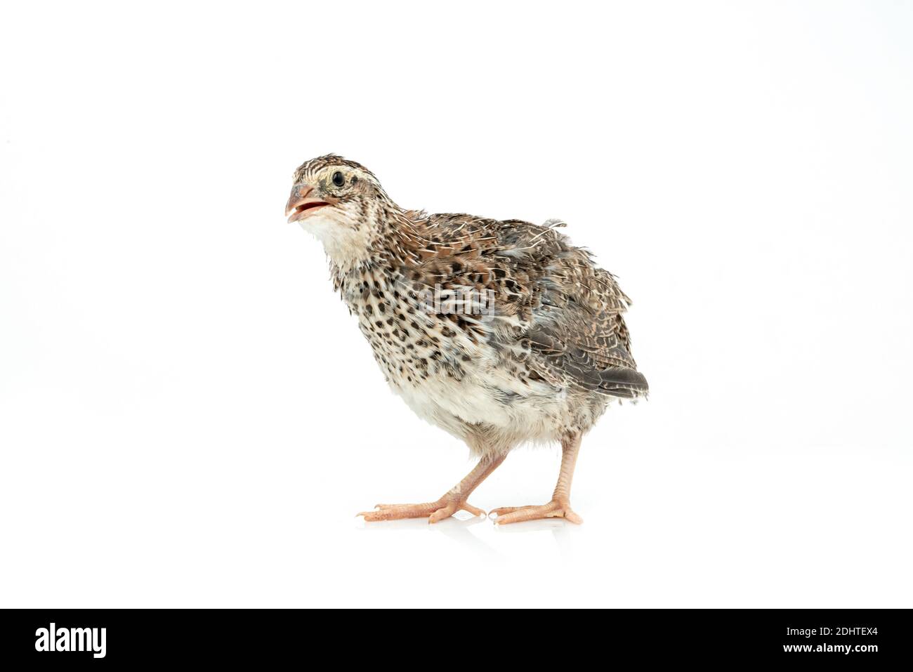 Isolated Japanese quail on white background Stock Photo Alamy