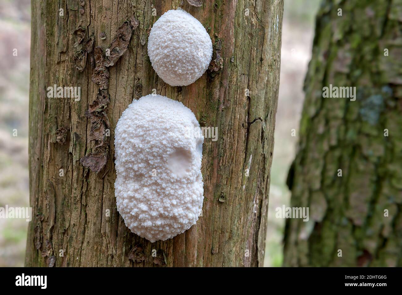 False Puffball Reticularia lycoperdon) from south-western Norway in May. Stock Photo