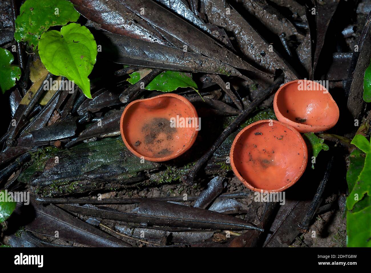 Cookenia sp. (possibly C. speciosa) from the rainforest floor of eastern Ecuador. Stock Photo