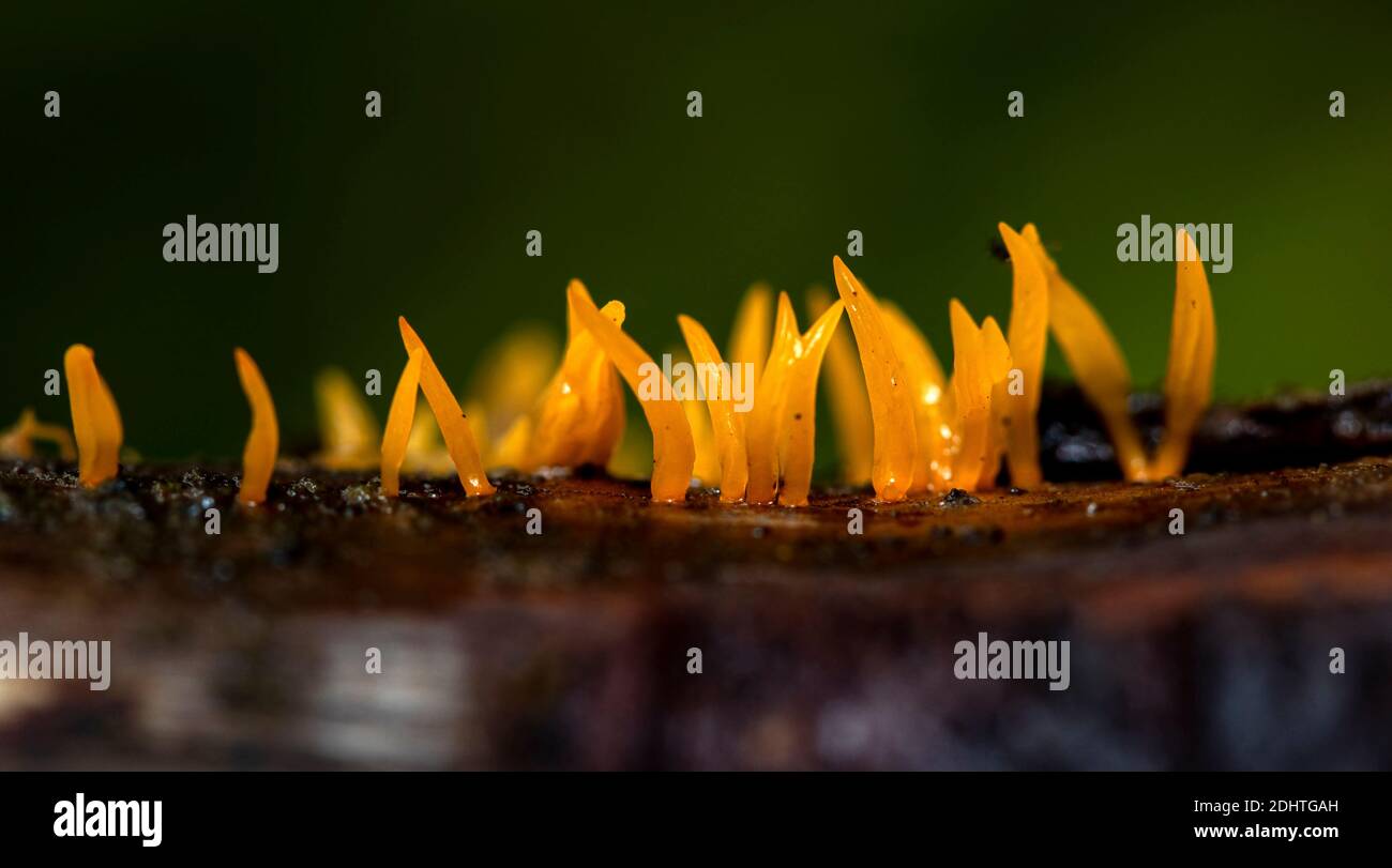 The jelley fungus Calocera cornea from south-western Norway in September. Stock Photo