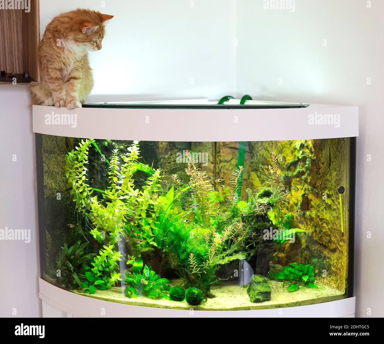 Planted freshwater aquarium and a cat Stock Photo Alamy