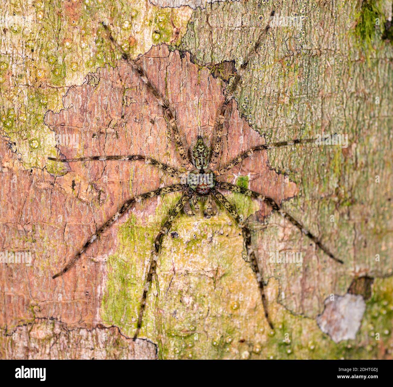 Huntsman spider (Heteropoda sp.?) from Kinabatangan River area, Sabah, Borneo Stock Photo