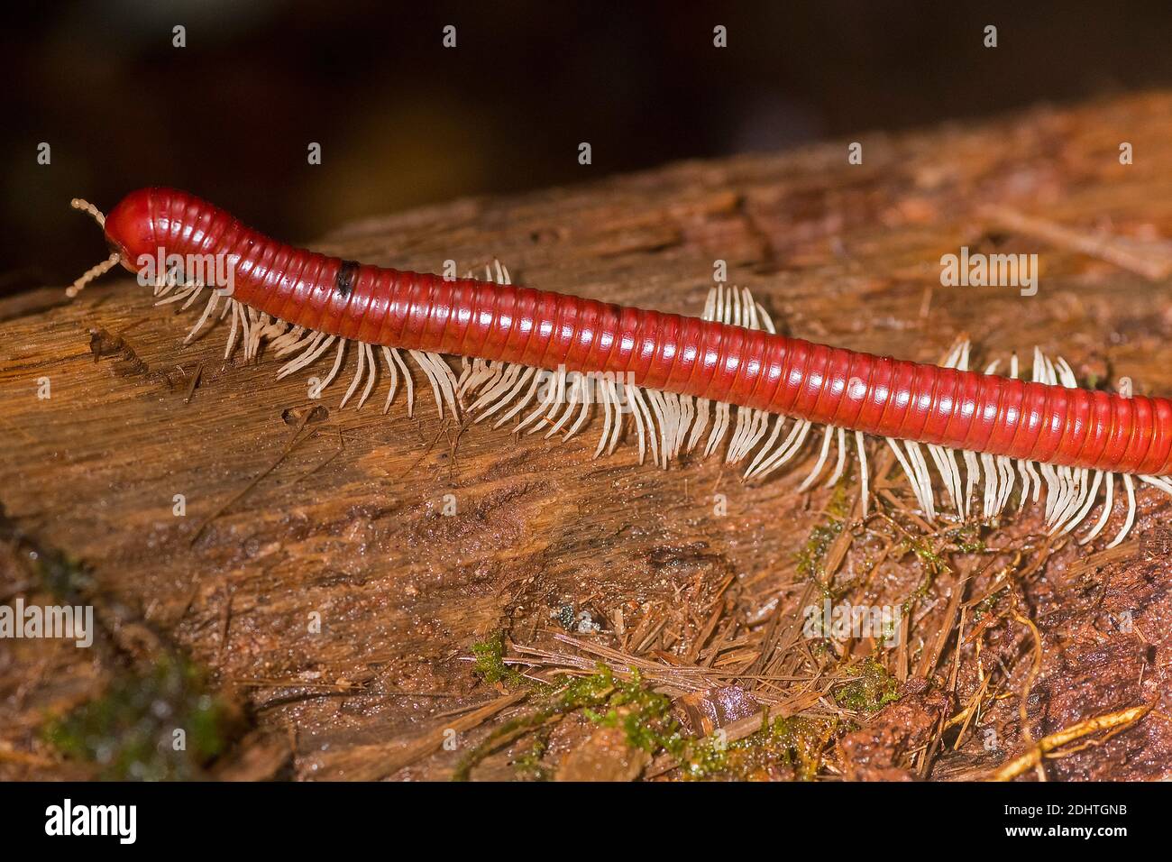 Giant millipede (about 20 cm long, possibly Trigoniulus sp.) from Gunung Gading National Park, Sarawak, Borneo. Stock Photo