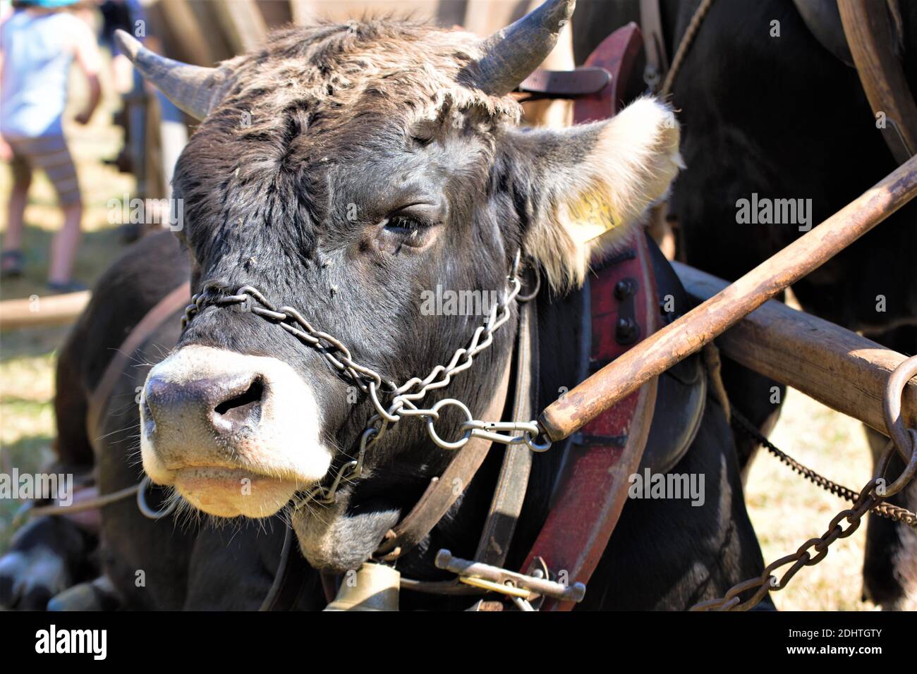 portrait of a cow Stock Photo - Alamy