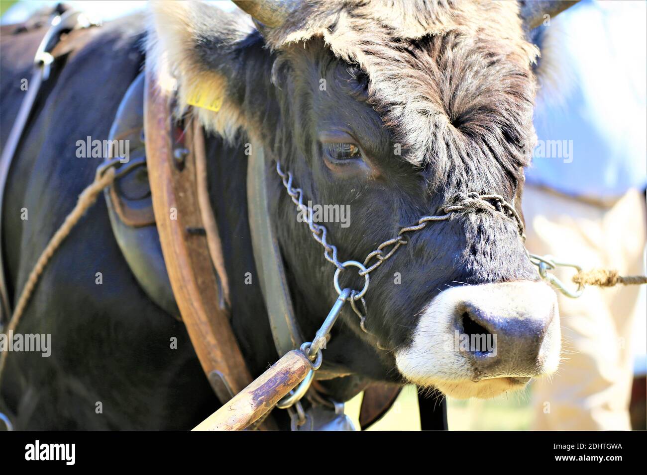 portrait of a cow Stock Photo - Alamy