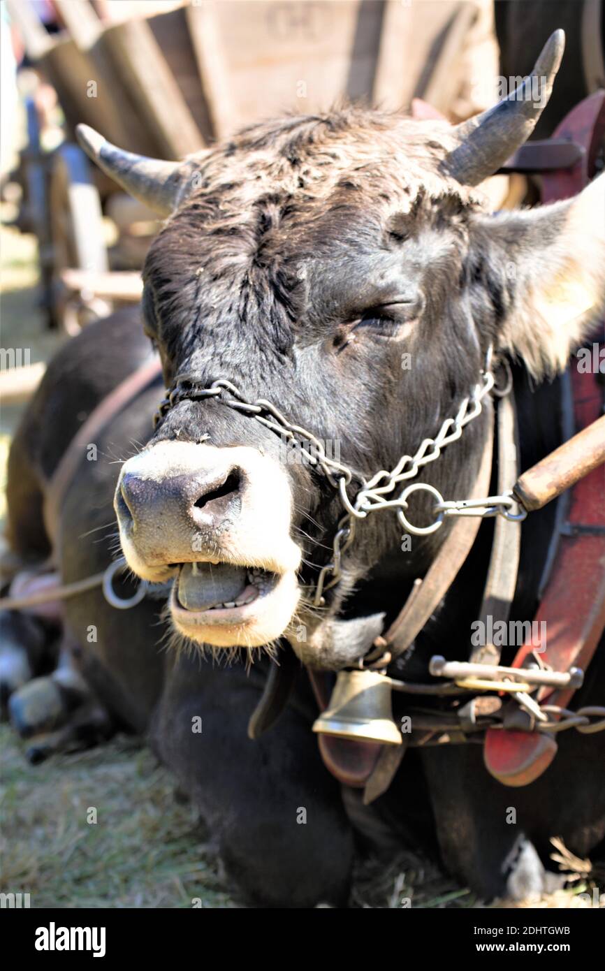 portrait of a cow Stock Photo - Alamy