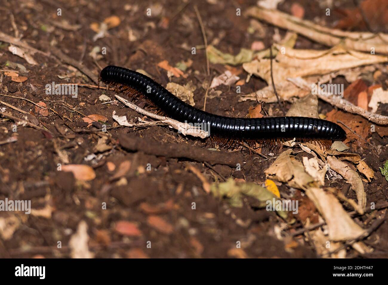 Giant millipede (possibly Archispirostreptus sp.) from Berenty, southern Madagascar. Stock Photo