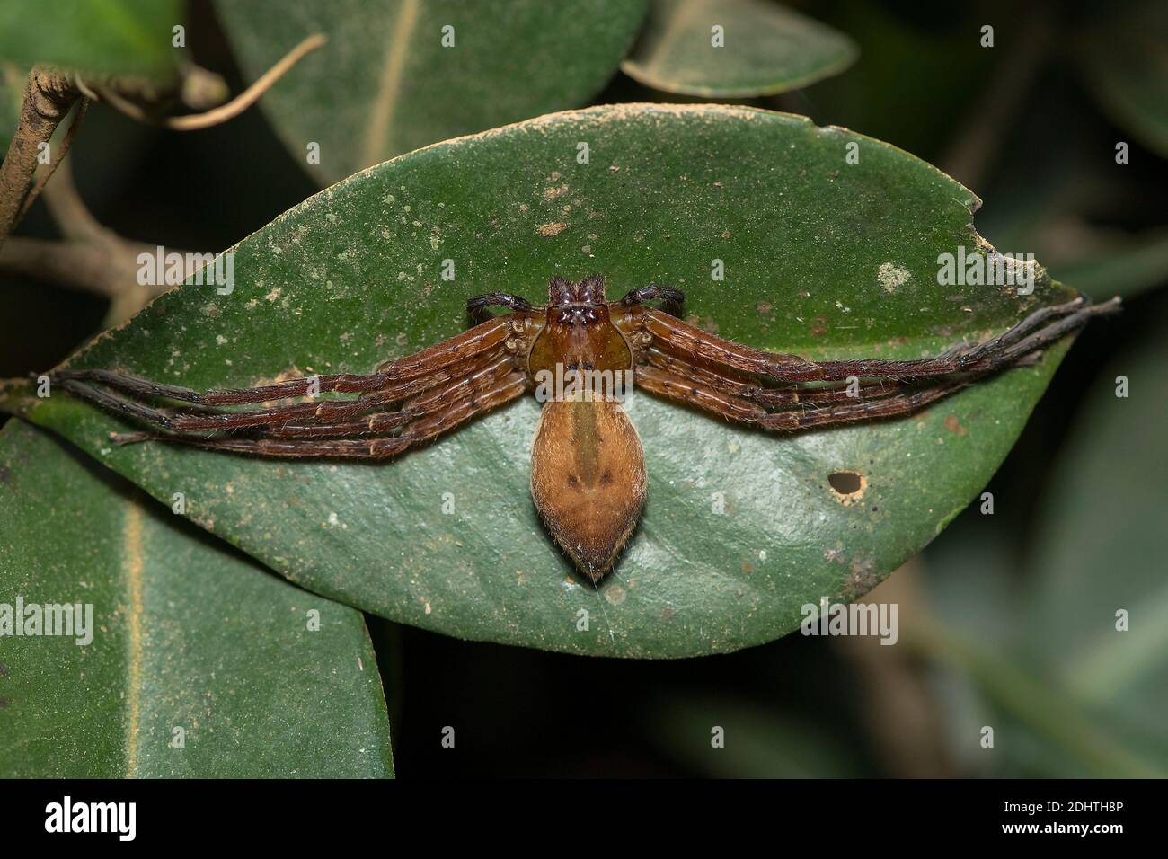Unitentified spider from Andasibe National Park, eastern Madagascar. Stock Photo