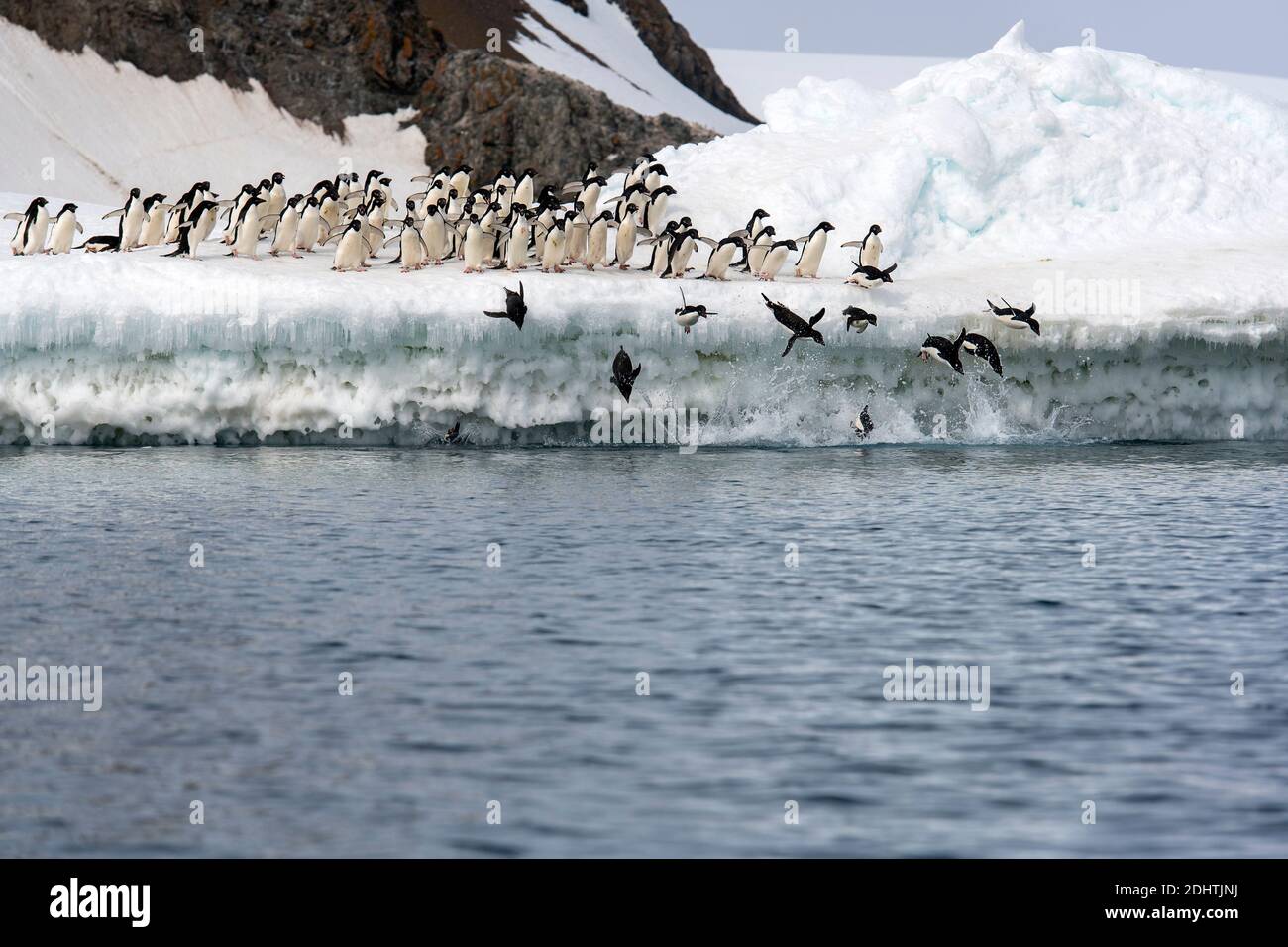 Adelie penguins (Pygoscelis antartica) throw themselves into the ocean to hunt for fish. Kinnes Cove, Paulet island, Antarctica. Stock Photo