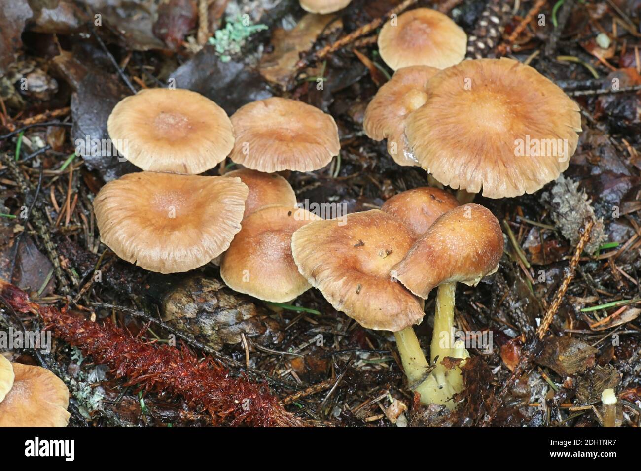 Gymnopus peronatus (formerly called Collybia peronata or Marasmius urens), known as wood woolly-foot, wild mushroom from Finland Stock Photo