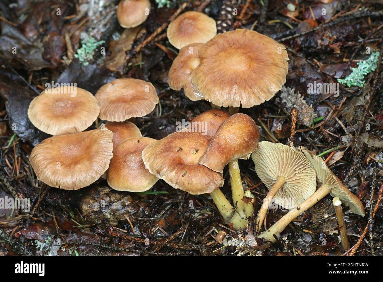 Gymnopus peronatus (formerly called Collybia peronata or Marasmius urens), known as wood woolly-foot, wild mushroom from Finland Stock Photo