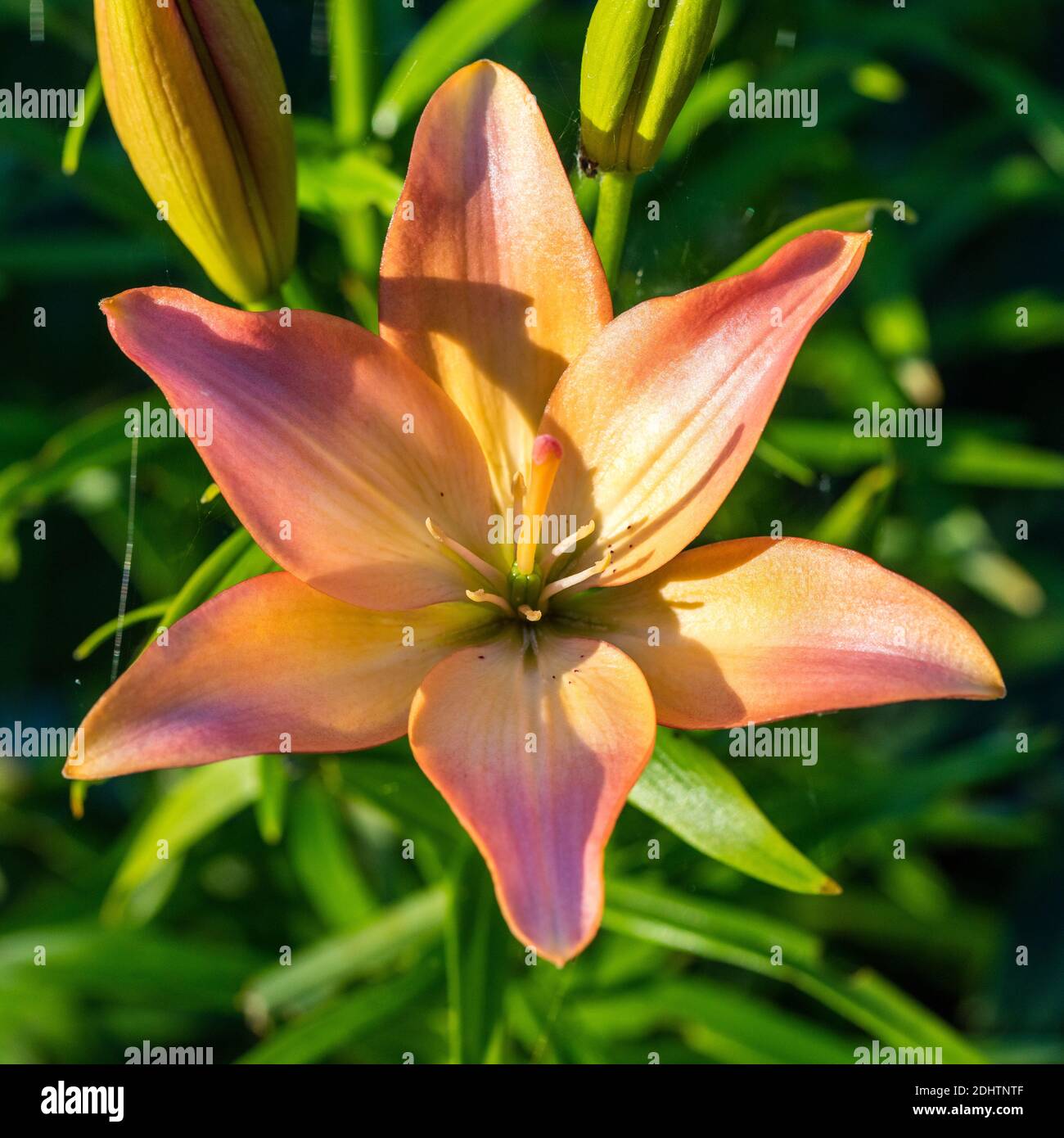 'Elodie' Asiatic Lily, Asiatisk lilja (Lilium spp) Stock Photo