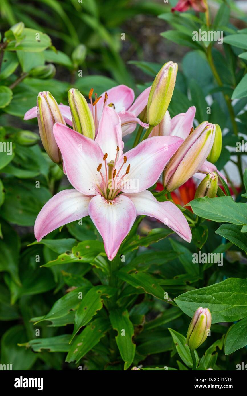 'Lollypop, Lolly Pop' Asiatic Lily, Asiatisk lilja (Lilium spp) Stock Photo