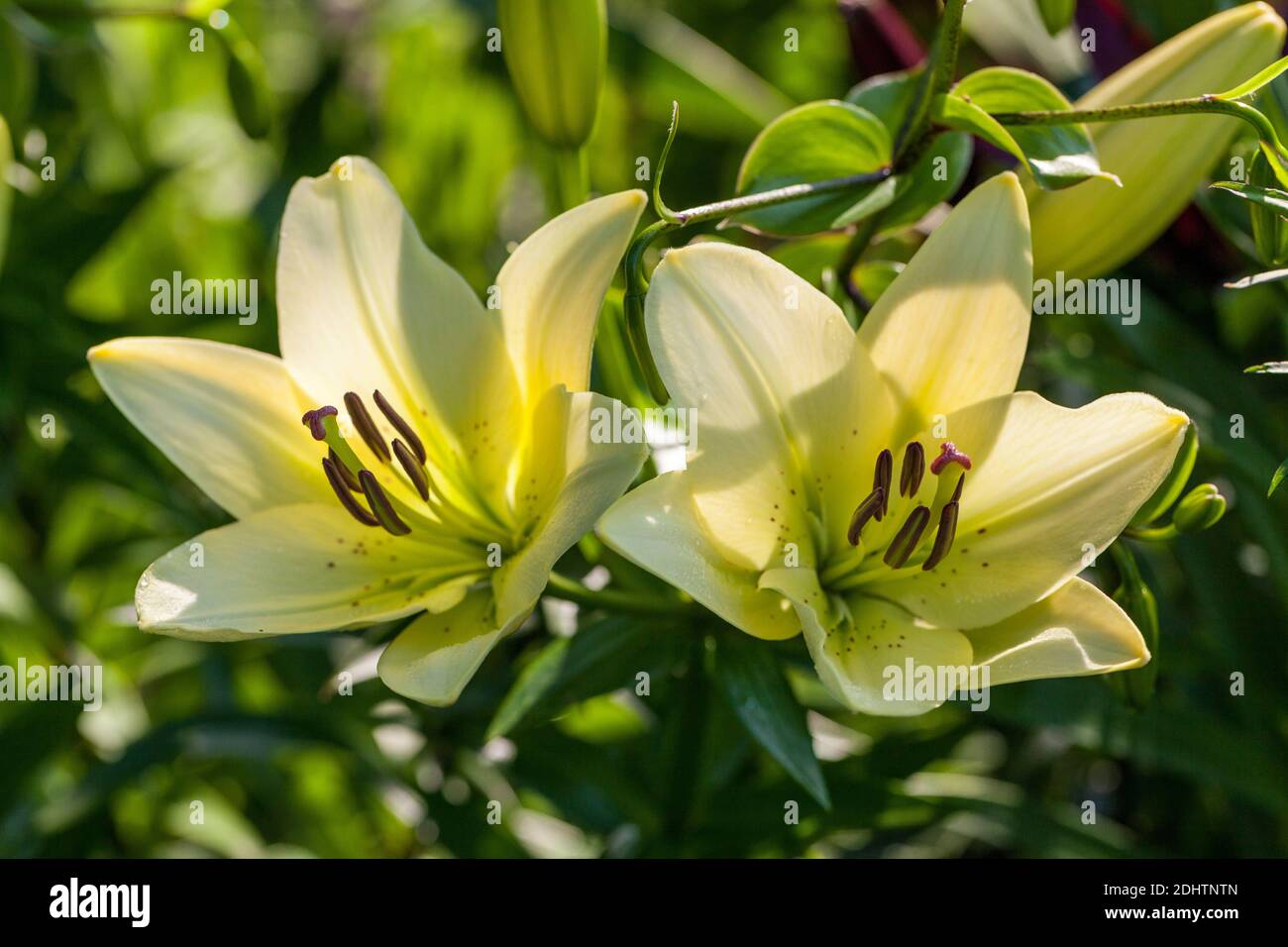 'Vit, Gul, Röd' Asiatic Lily, Asiatisk lilja (Lilium asiatica) Stock Photo