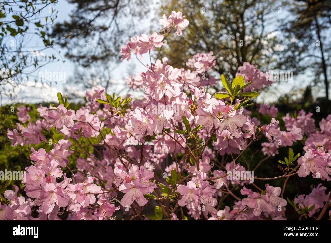 Royal azalea, Koreansk azalea (Rhododendron schlippenbachii) Stock Photo