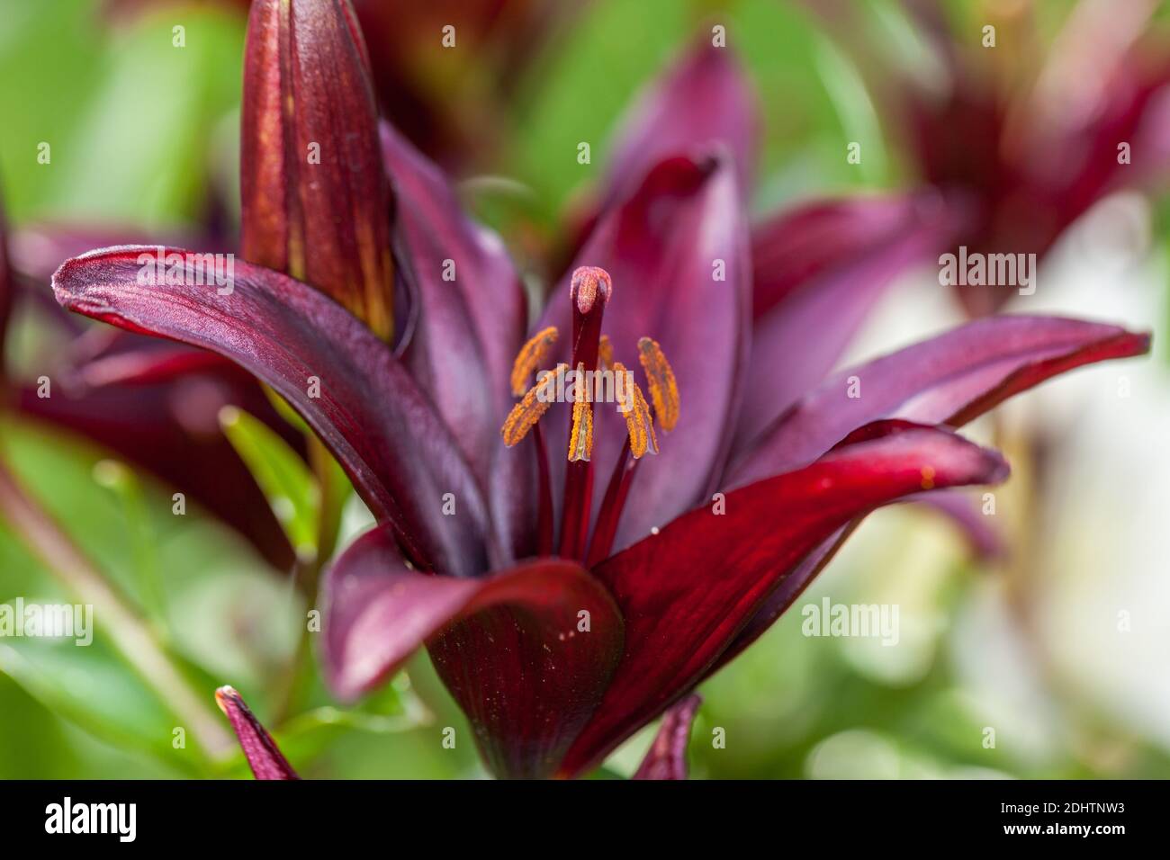 'Landini' Asiatic Lily, Asiatlilja (Lilium hybrid Stock Photo Alamy