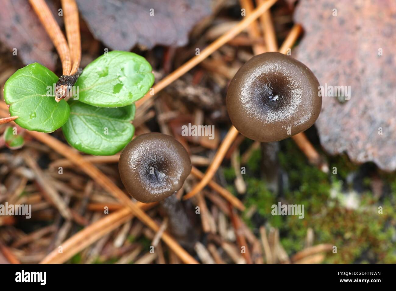 Myxomphalia maura, a coal loving navel mushroom from Finland with no common english name Stock Photo