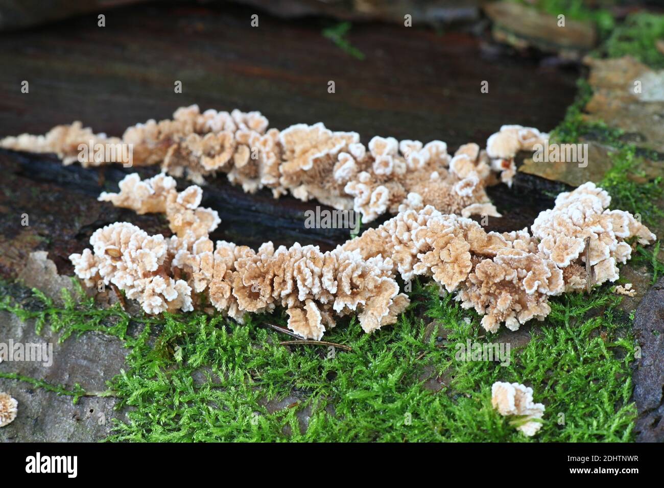 Steccherinum ochraceum, known as ochre spreading tooth, wild fungus from Finland Stock Photo