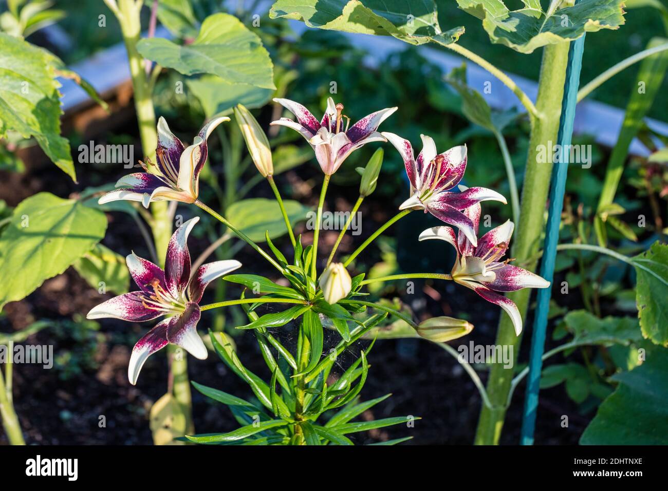 'Tango Cappuccino' Asiatic Lily, Asiatisk lilja (Lilium hollandicum) Stock Photo
