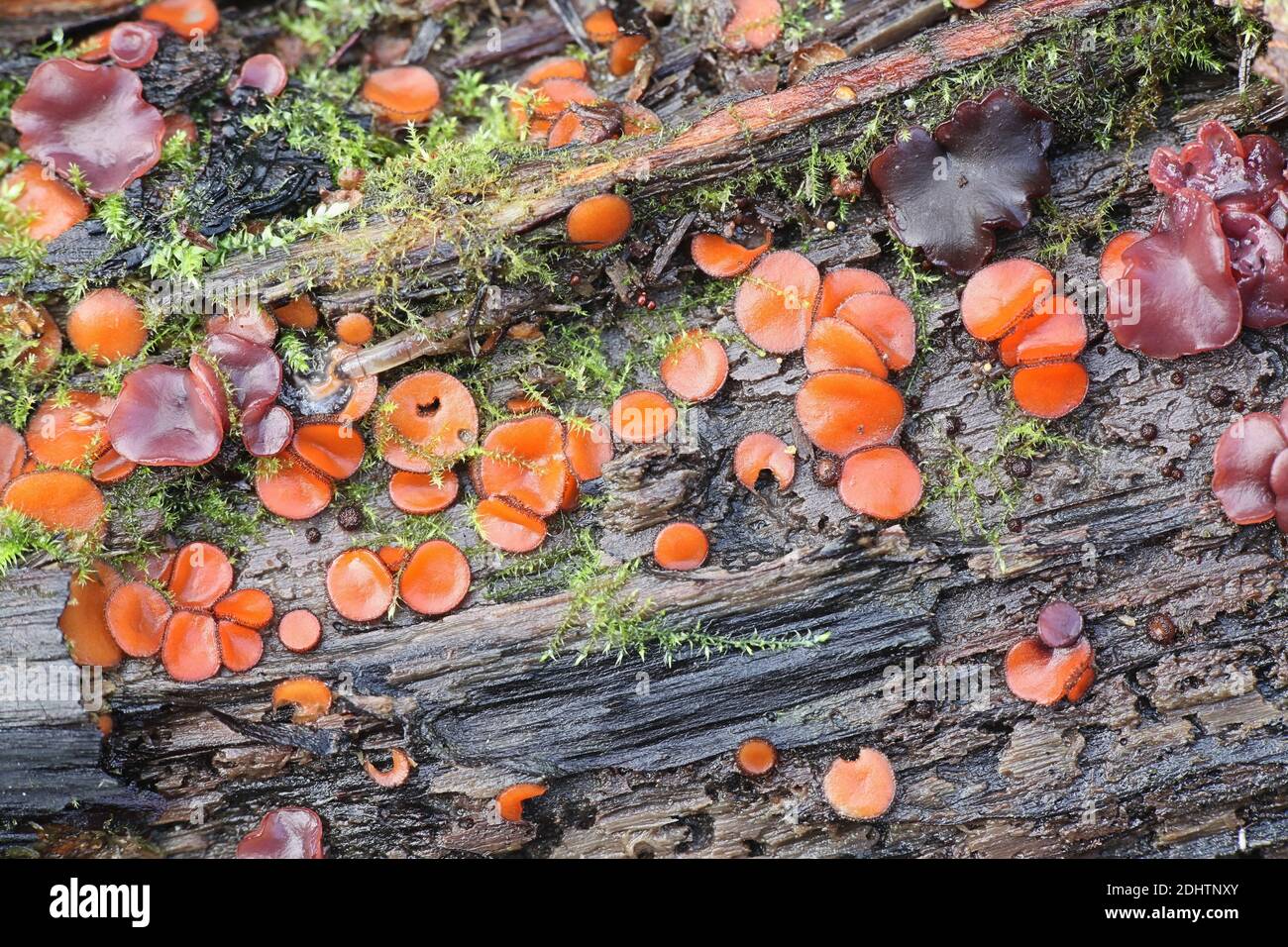 Scutellinia scutellata, known as the eyelash cup, the Molly eye-winker, the scarlet elf cap, the eyelash fungus or the eyelash pixie cup, wild mushroo Stock Photo