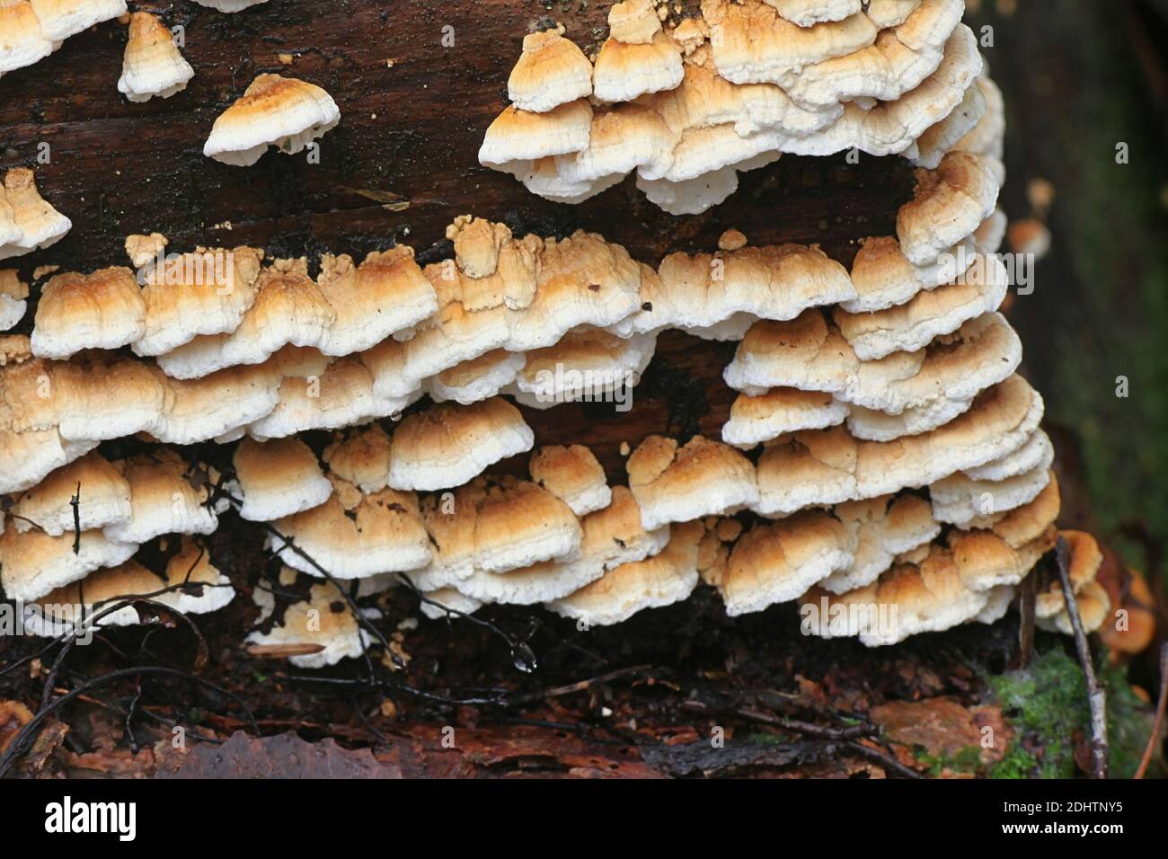 Antrodia serialis, known as serried crust, wild polypore from Finland Stock Photo