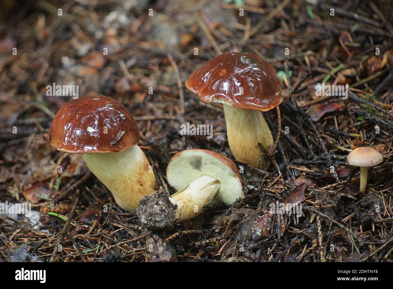 Imleria badia, known as the bay bolete, wild mushroom from Finland Stock Photo