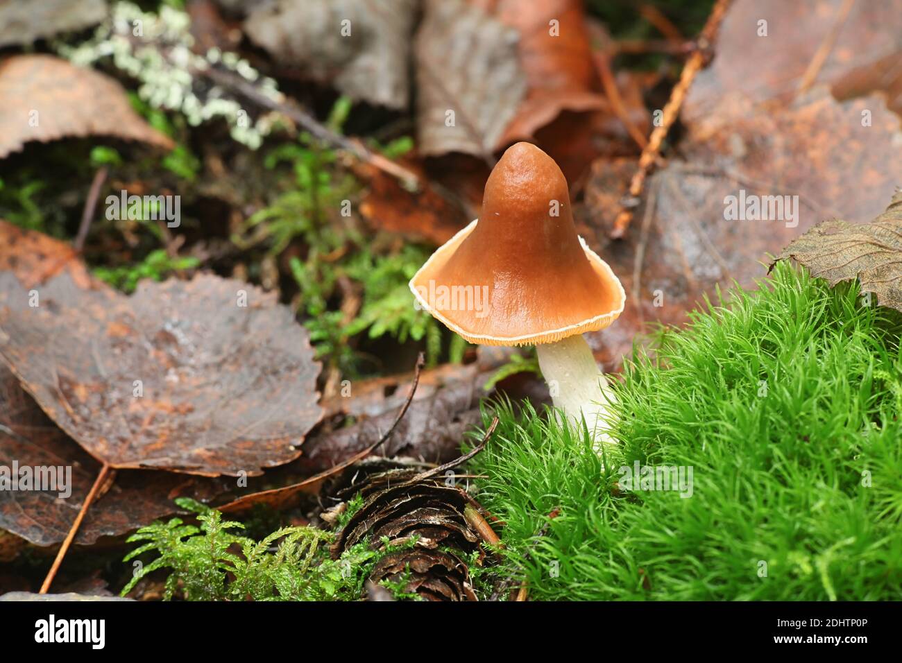 Cortinarius obtusus coll., a webcap from Finland with no common english name Stock Photo