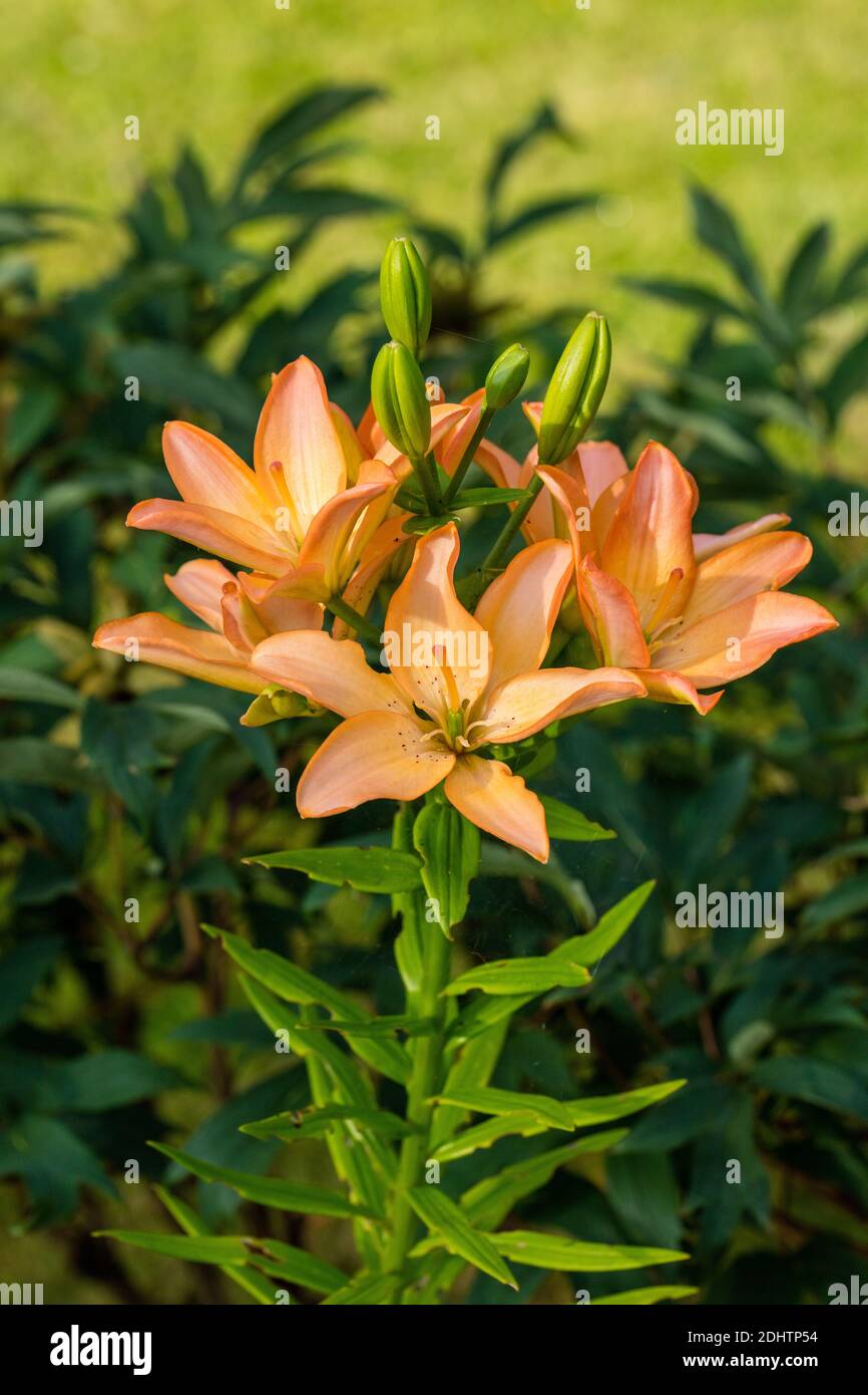 'Elodie' Asiatic Lily, Asiatisk lilja (Lilium spp) Stock Photo