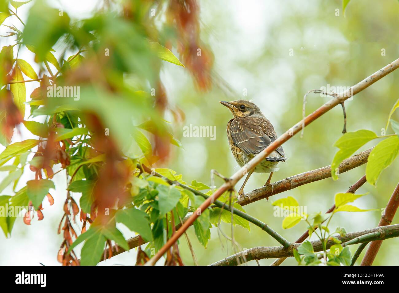 Fieldfare juvenile sitting on branch of bush. Cute common baby thrush