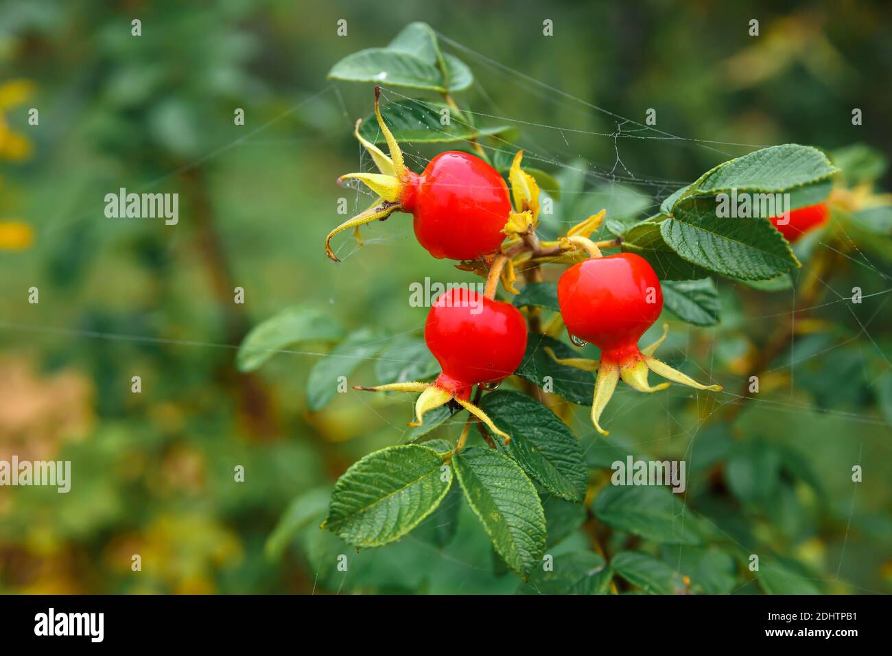 Medicinal rose hi-res stock photography and images - Alamy