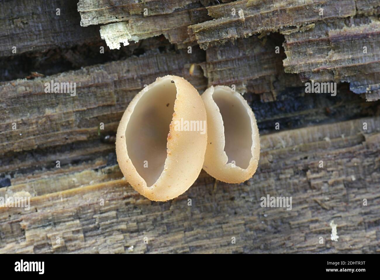 Peziza varia, a cup fungus from Finland with no common english name Stock Photo