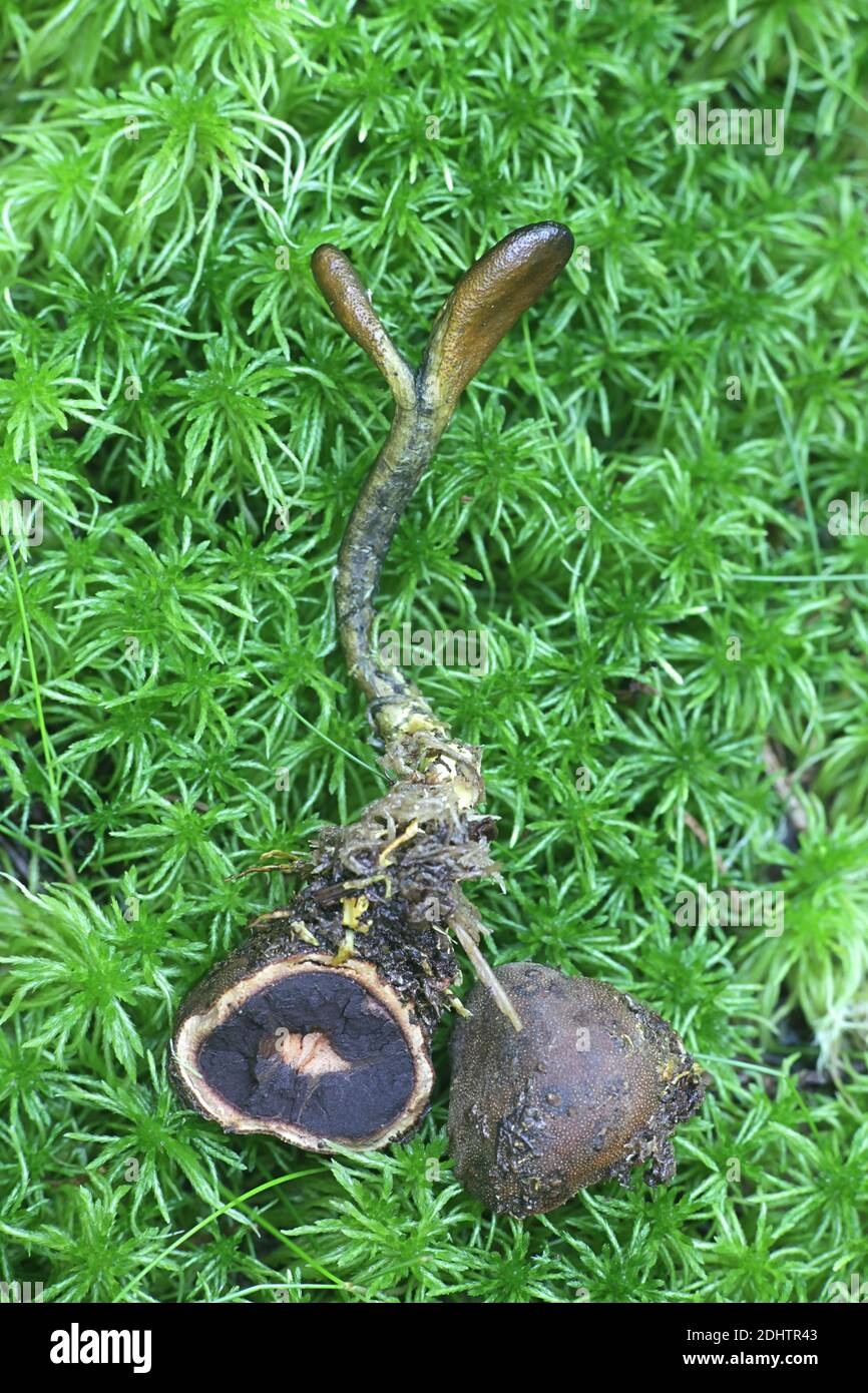Elaphomyces granulatus, the False Truffle or Deer Truffle, a subterrean fungus paratized by Tolypocladium ophioglossoides, the Snake's Tongue Stock Photo