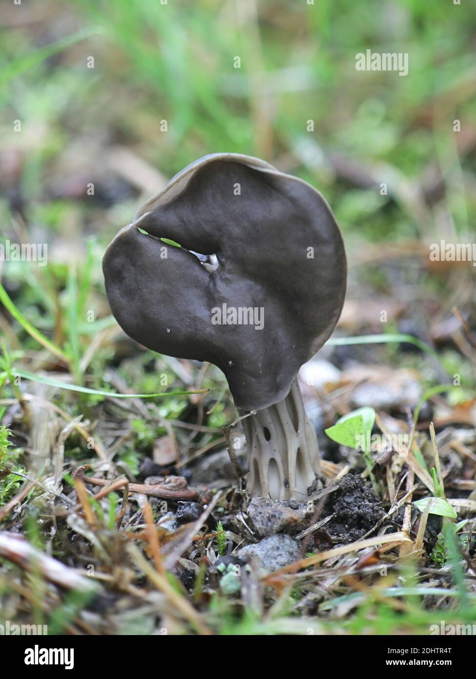 Slate grey saddle, Helvella lacunosa, known also as fluted black elfin saddle, wild mushrooms from Finland Stock Photo