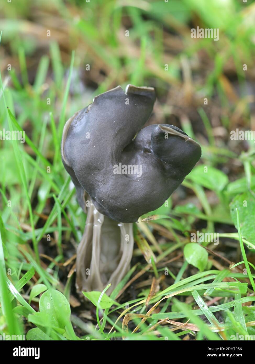 Slate grey saddle, Helvella lacunosa, known also as fluted black elfin saddle, wild mushrooms from Finland Stock Photo