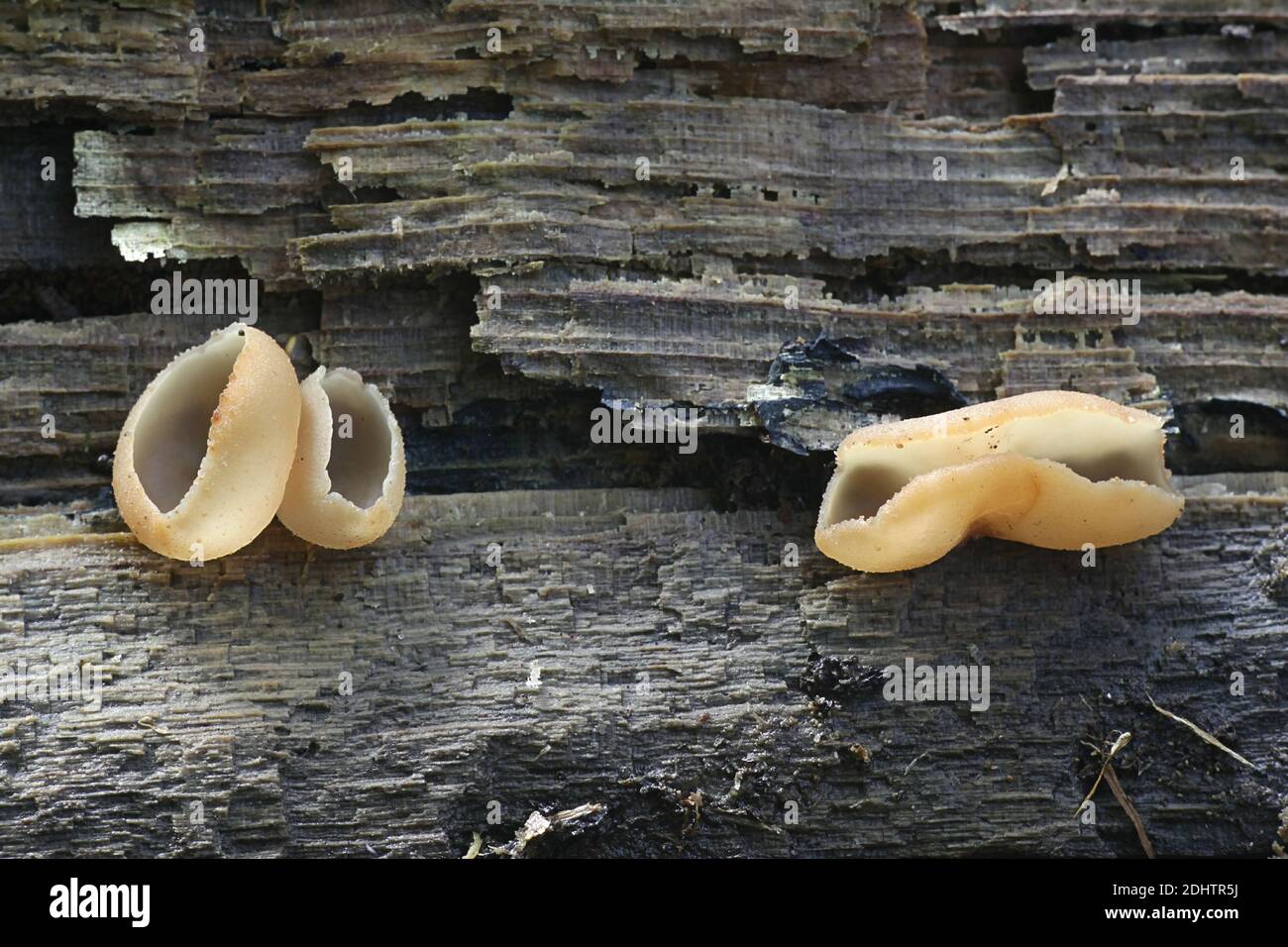 Peziza varia, a cup fungus from Finland with no common english name Stock Photo