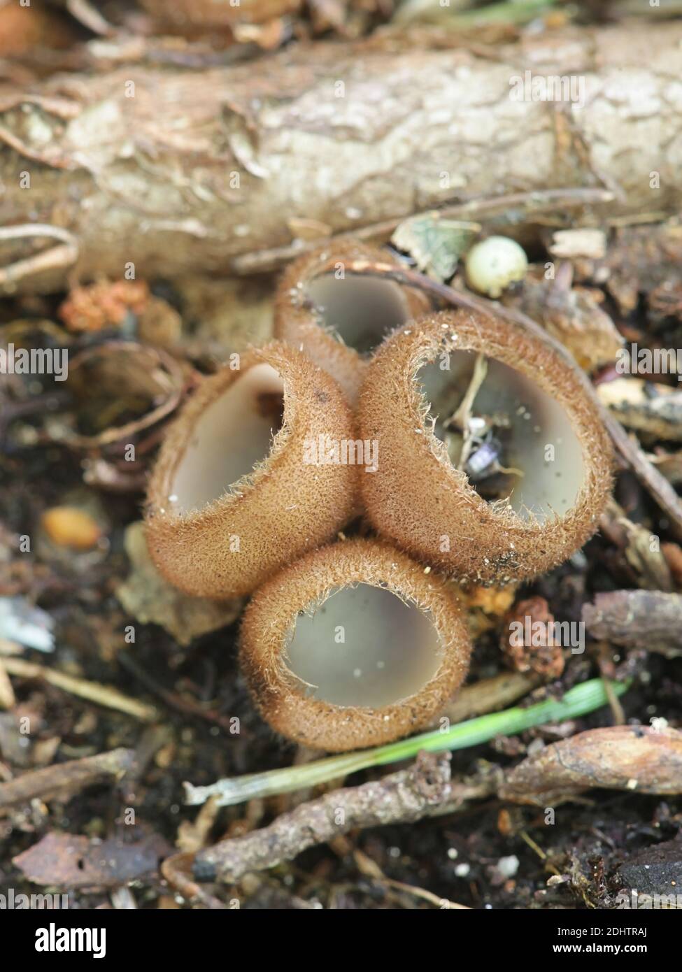 Trichophaea hemisphaerioides, a tiny cup fungus from Finland with no common English name Stock Photo