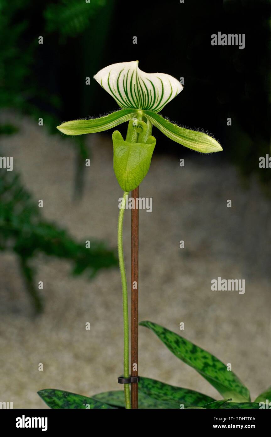 Single decorative Orchid Paphiopedilum 'Maudiae' Stock Photo