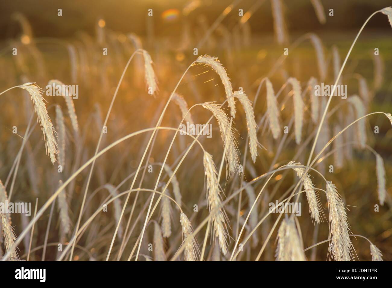 Spikelets of wheat in a field at sunrise. Stock Photo