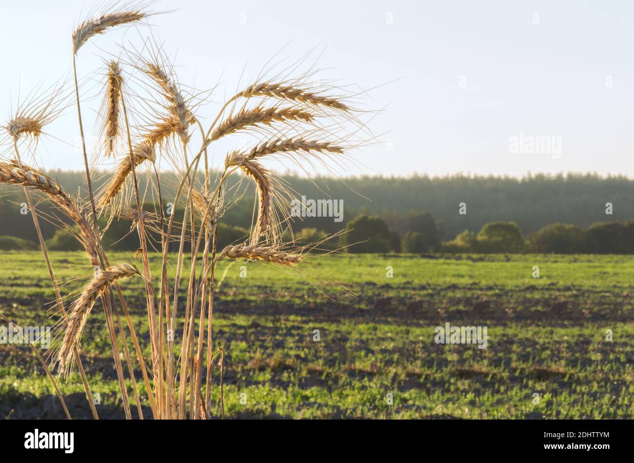 Spikelets of wheat on the background of a plowed field. Stock Photo