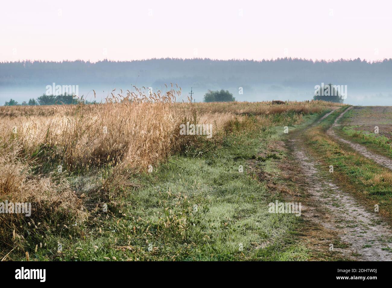 A beautiful path, spikelets of wheat and dawn in an autumn field. Stock Photo