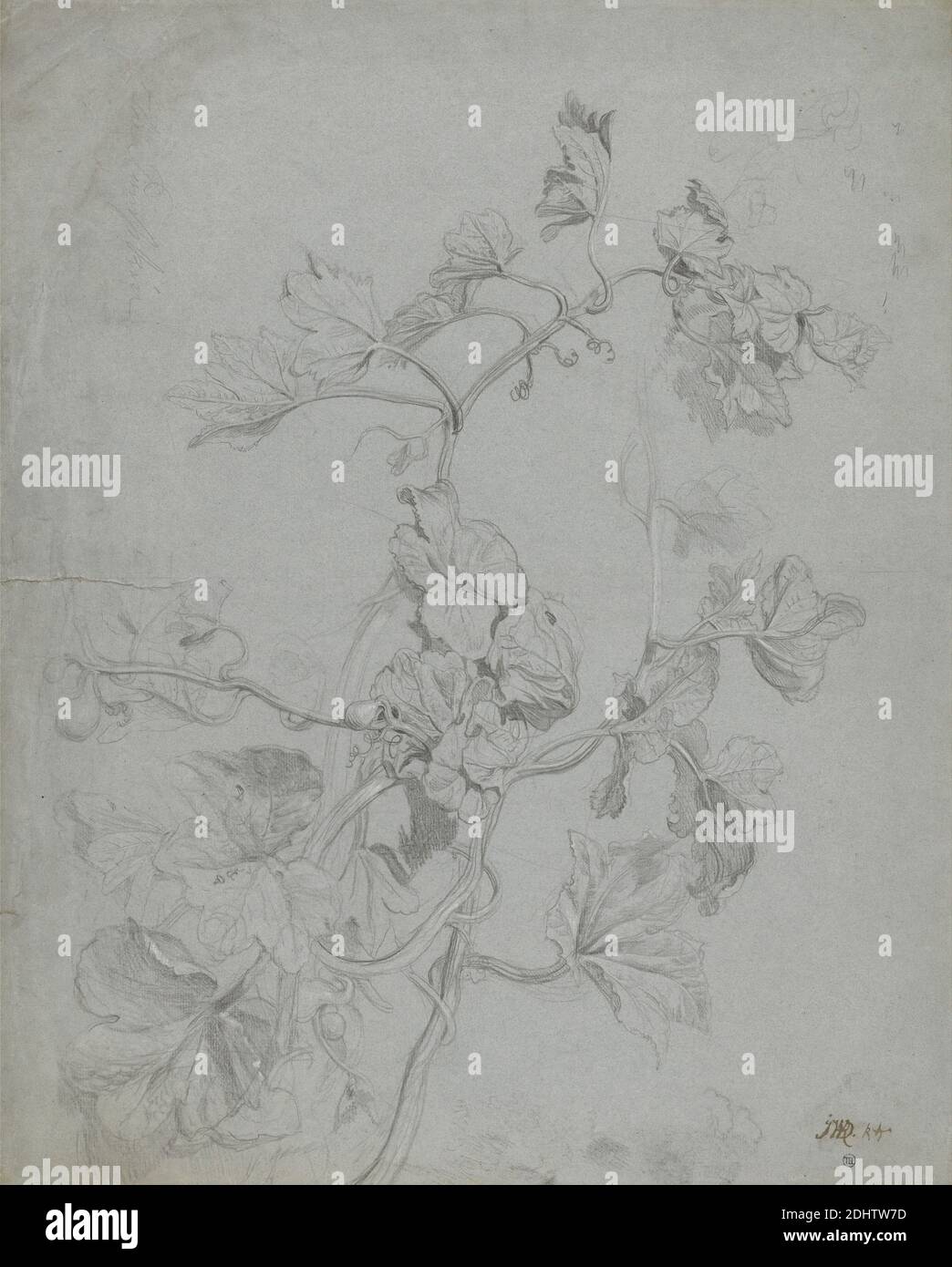 Study of a Climbing Plant (Pumpkin Family), James Ward, 1769–1859, British, undated, Graphite and white chalk on medium, moderately textured, blue laid paper, Sheet: 21 1/2 x 17 1/4 inches (54.6 x 43.8 cm), botanical, botanical subject, nature study, plants, science, still life Stock Photo