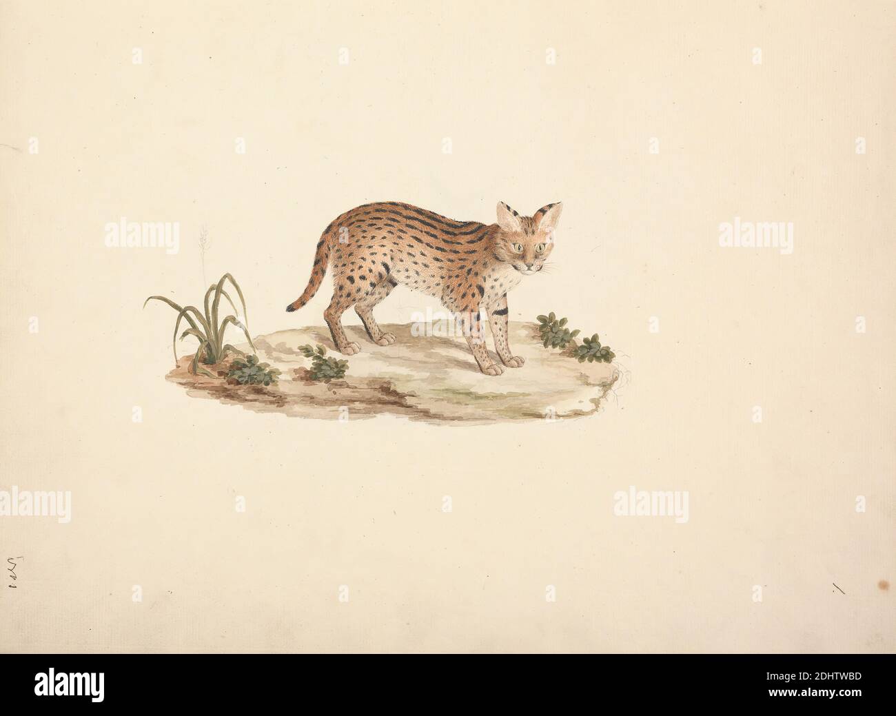 African Wildcat Or Serval Luigi Balugani 1737 1770 Italian Undated Watercolor And Graphite On Medium Slightly Textured Cream Laid Paper Binding 16 Inches 40 6 Cm And Sheet 15 7 8 12 1 2 Inches 40 3 31 8 Cm Animal Art Stock Photo Alamy