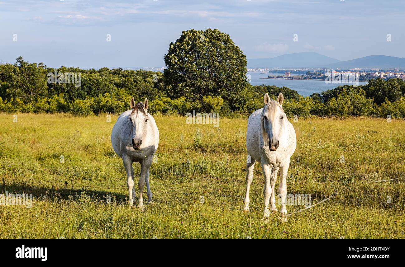 Two white horses in green field feeling good and free together. Stock Photo