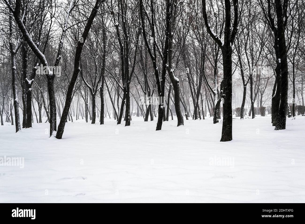 Winter in mountain forest. Snow covered tree. Stock Photo